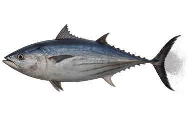 BONITO