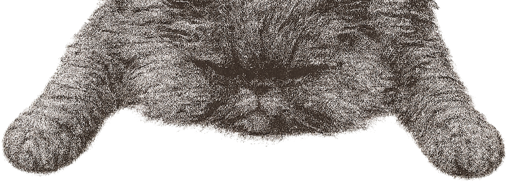 Cat paws header image